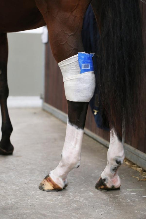 Kentucky Horsewear Tendon Grip Sock